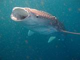 Djibouti - Whale Shark in Djibouti - 08